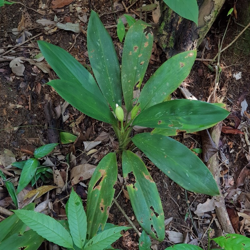 Aglaonema nitidum