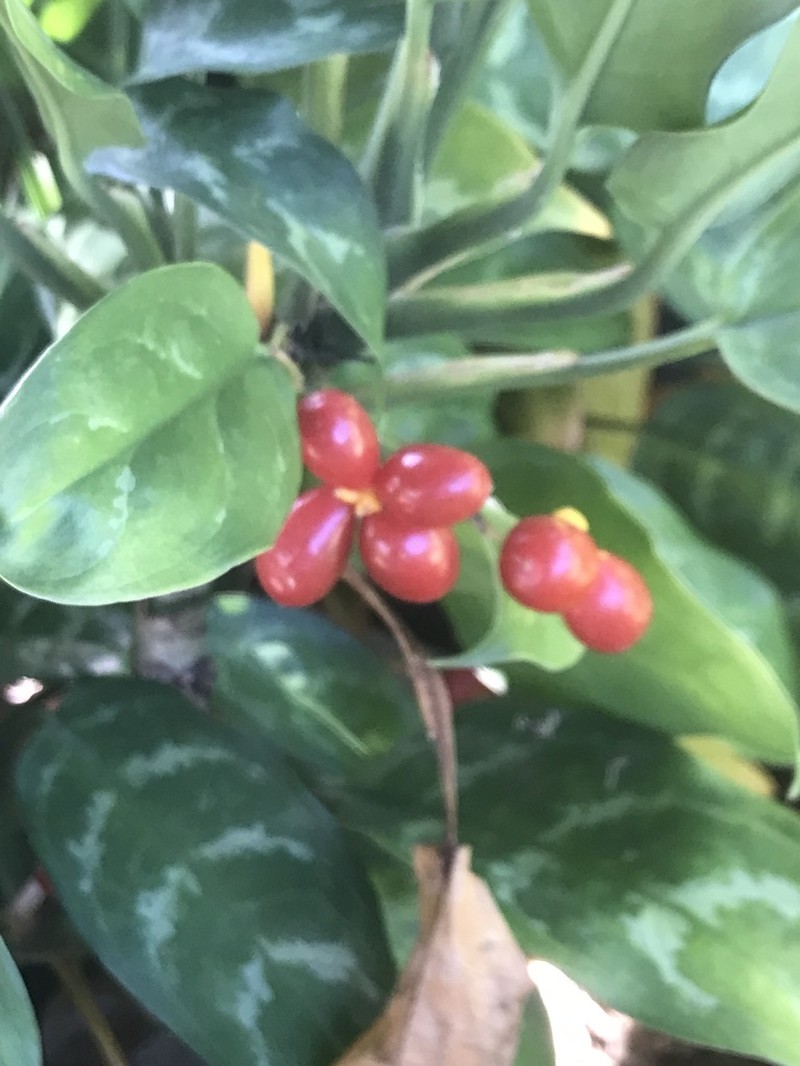 Aglaonema nitidum photo 2