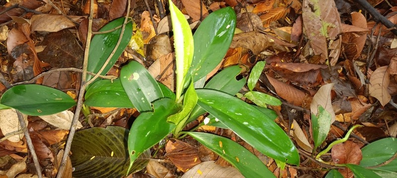 Aglaonema nitidum photo 3