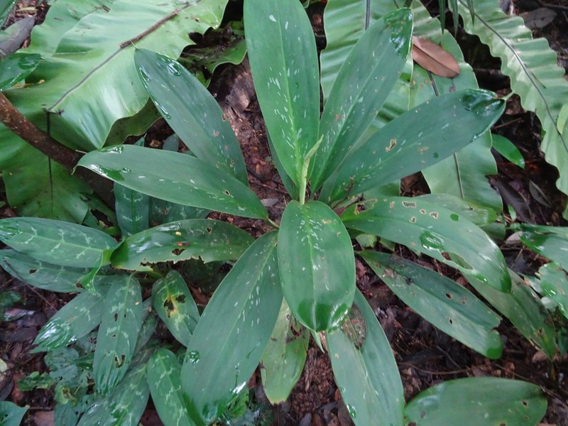 Aglaonema nitidum photo 4