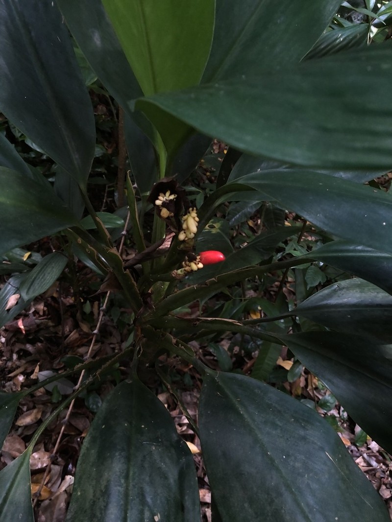 Aglaonema nitidum photo 5