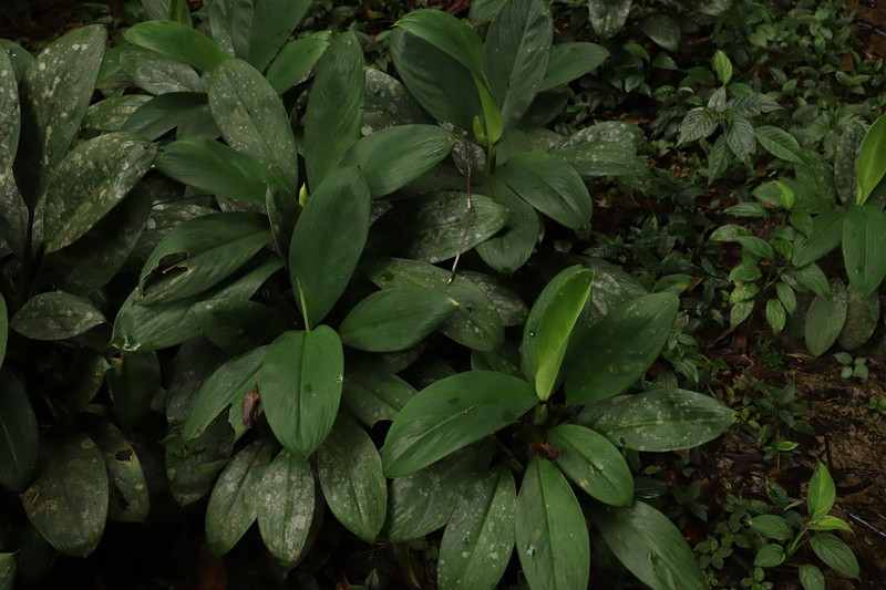 Aglaonema nitidum photo 6