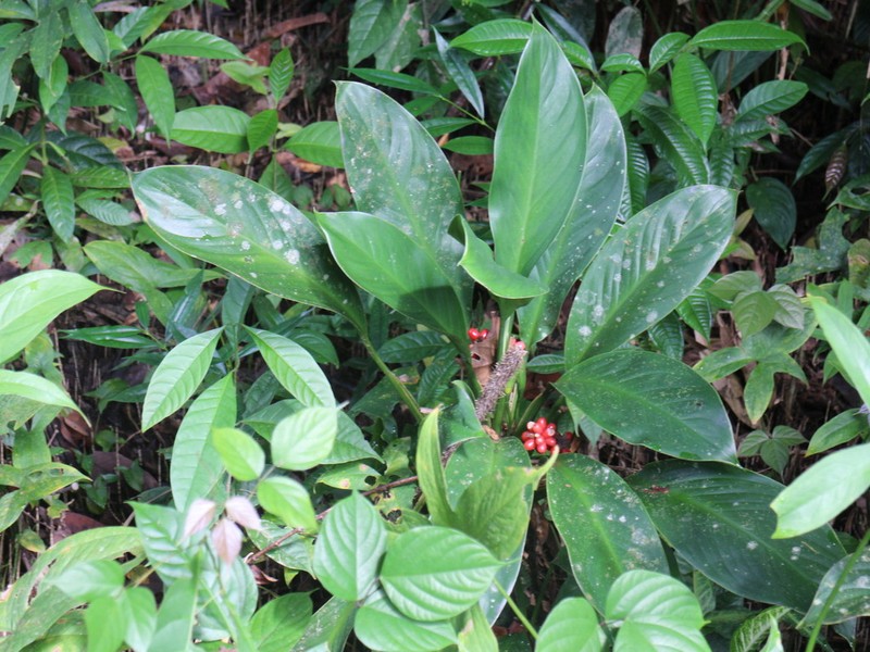 Aglaonema nitidum photo 7