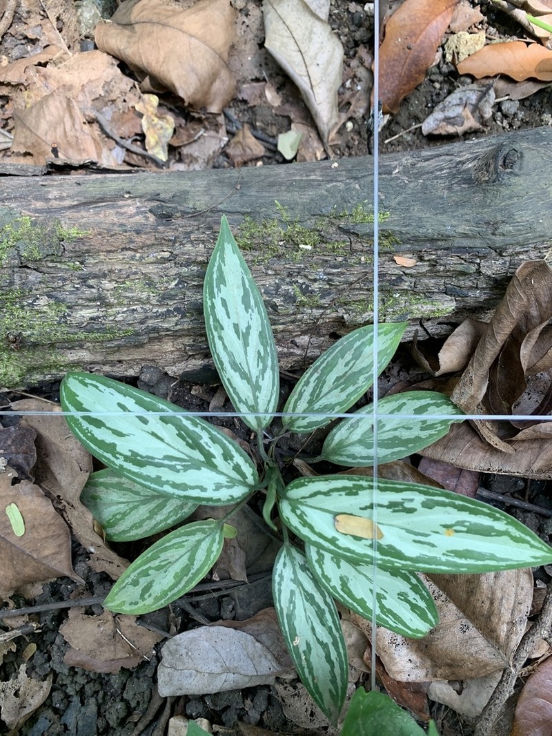 Aglaonema nitidum photo 8