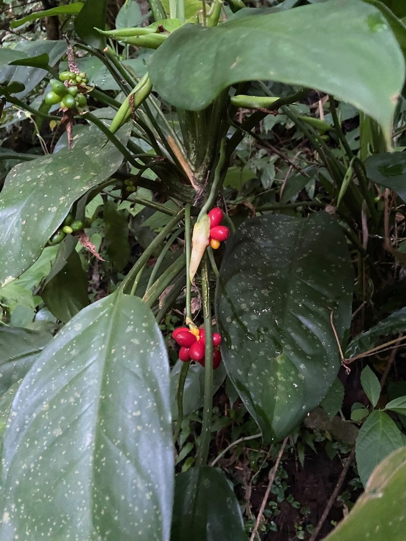 Aglaonema philippinense