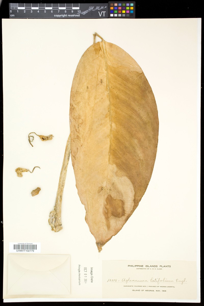 Aglaonema philippinense photo 3
