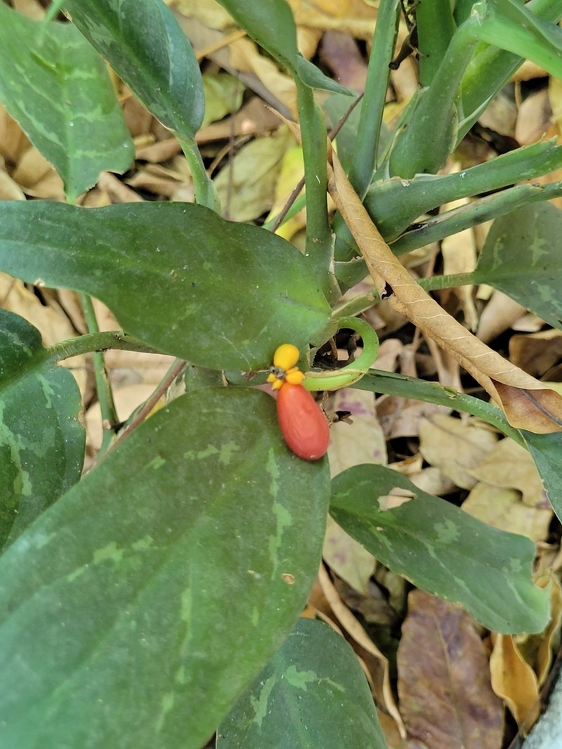 Aglaonema robeleynii