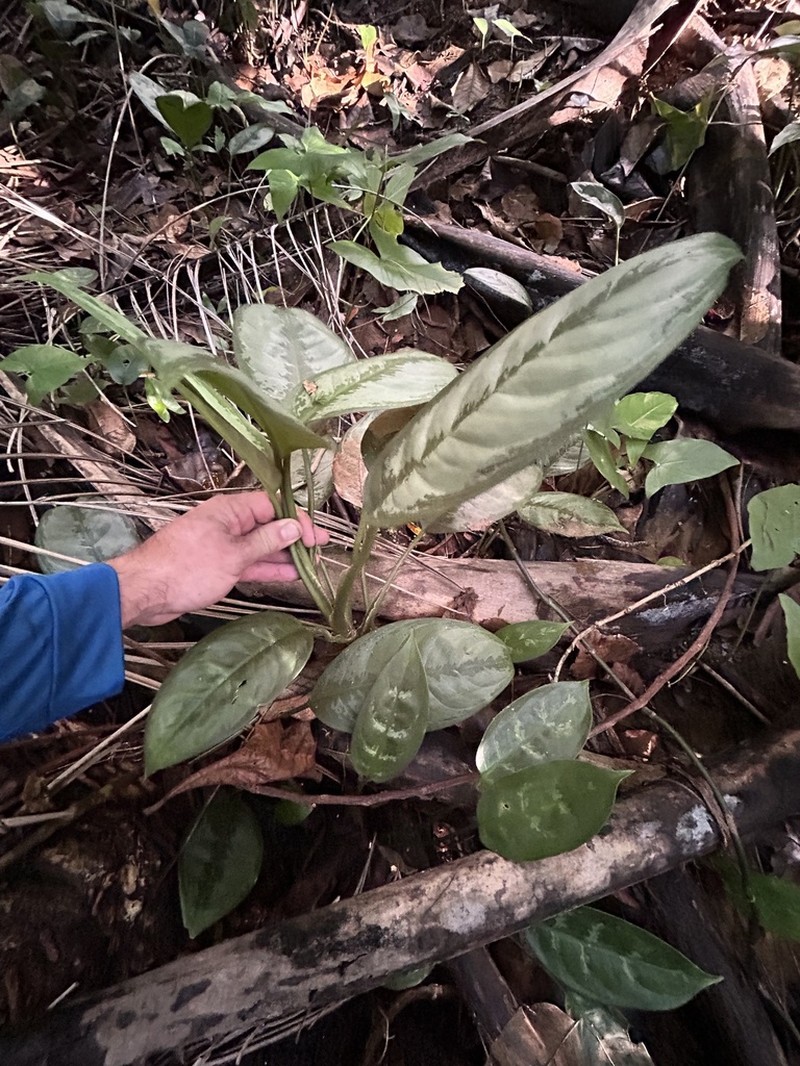 Aglaonema robeleynii photo 2