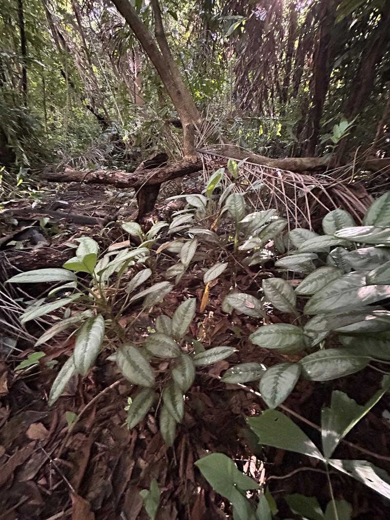 Aglaonema robeleynii photo 3