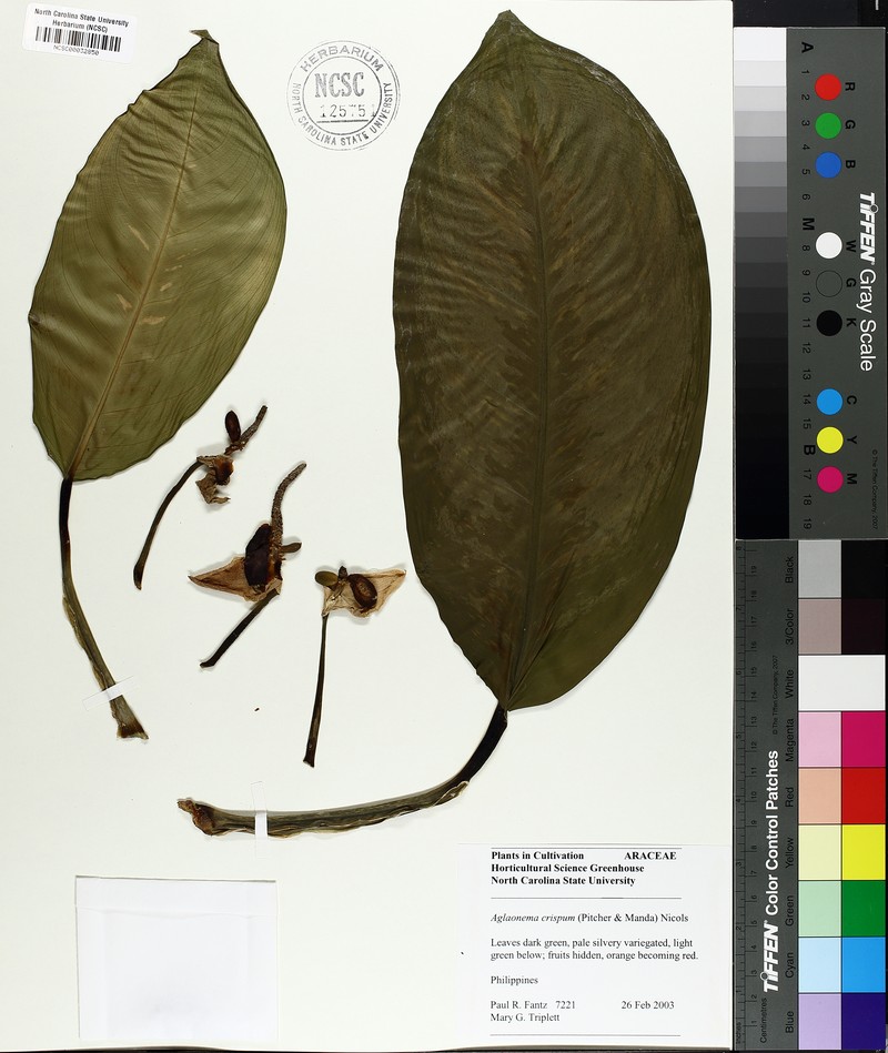 Aglaonema robeleynii photo 4