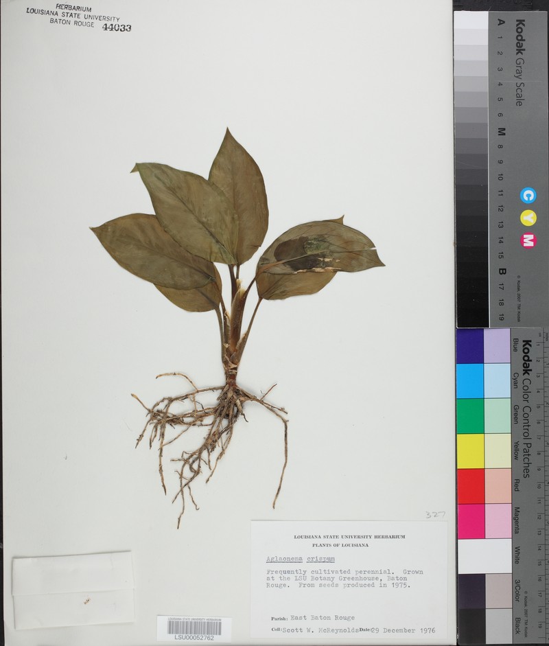 Aglaonema robeleynii photo 5