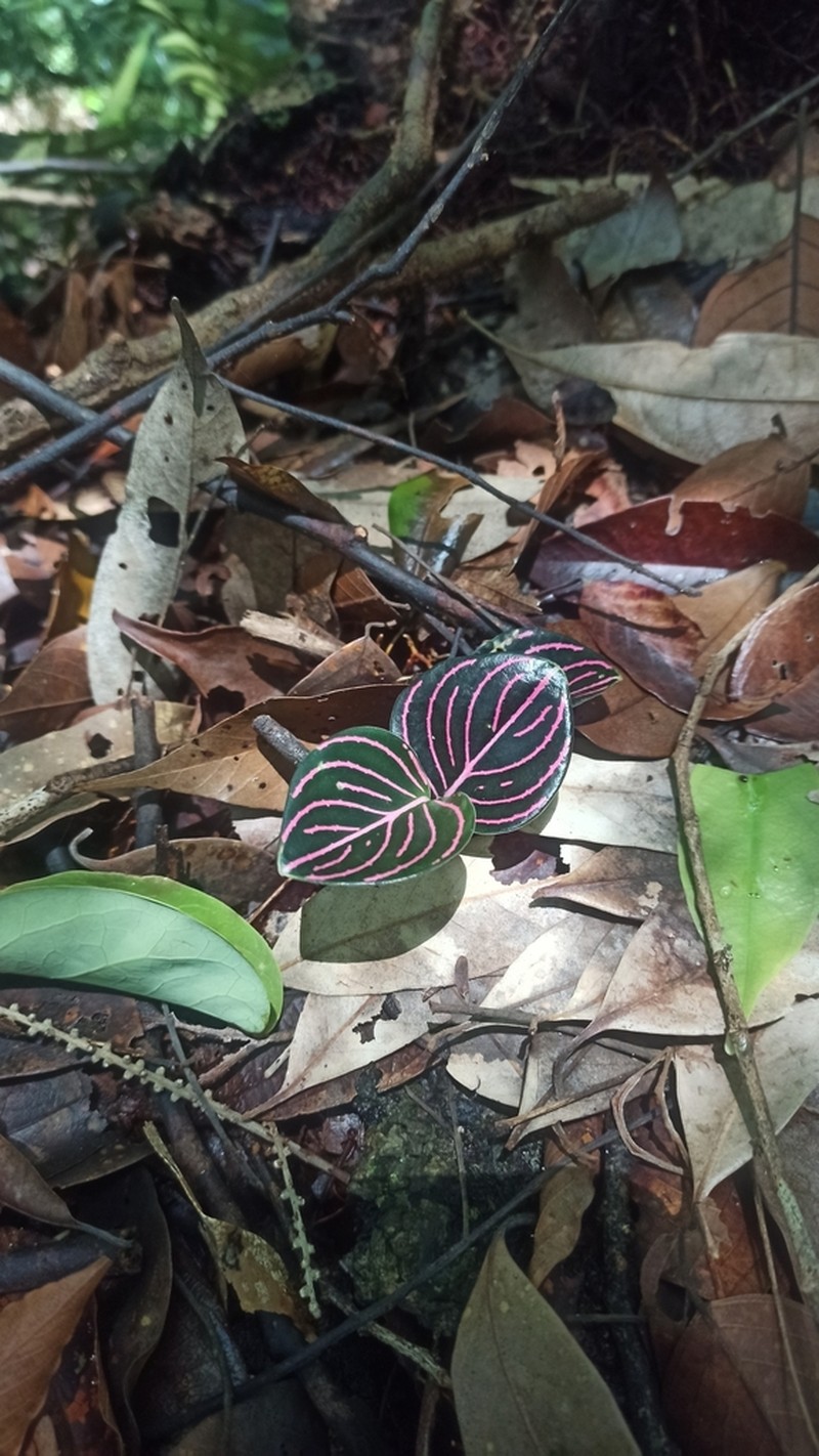 Aglaonema rotundum