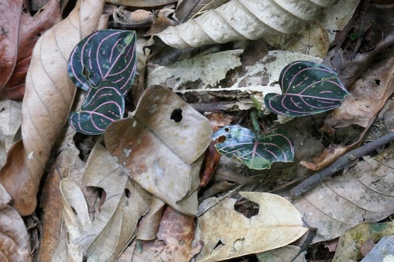 Aglaonema rotundum photo 2
