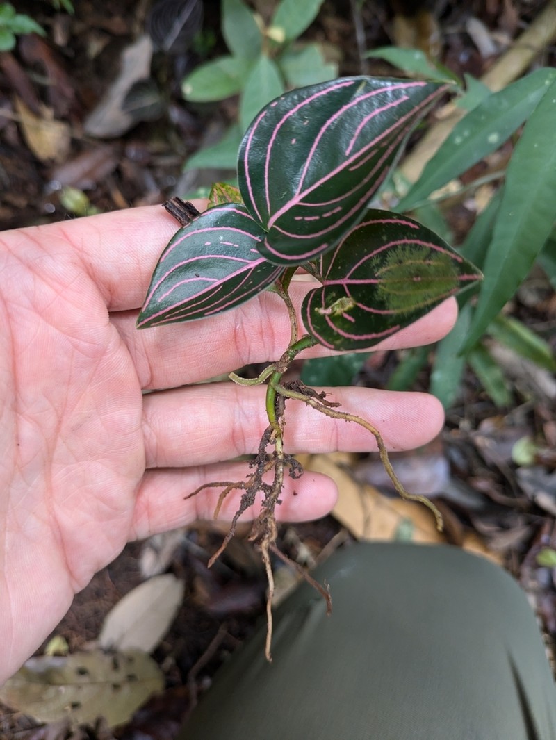 Aglaonema rotundum photo 3