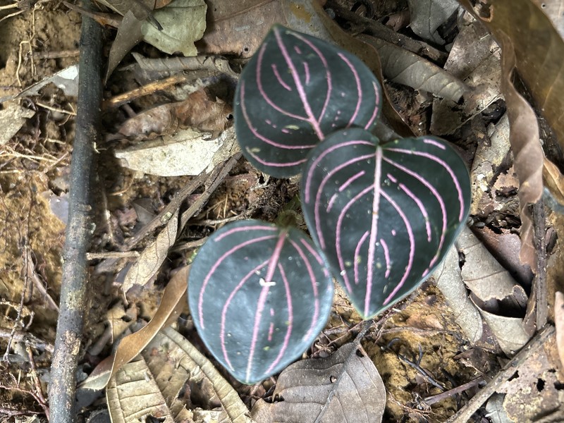 Aglaonema rotundum photo 5