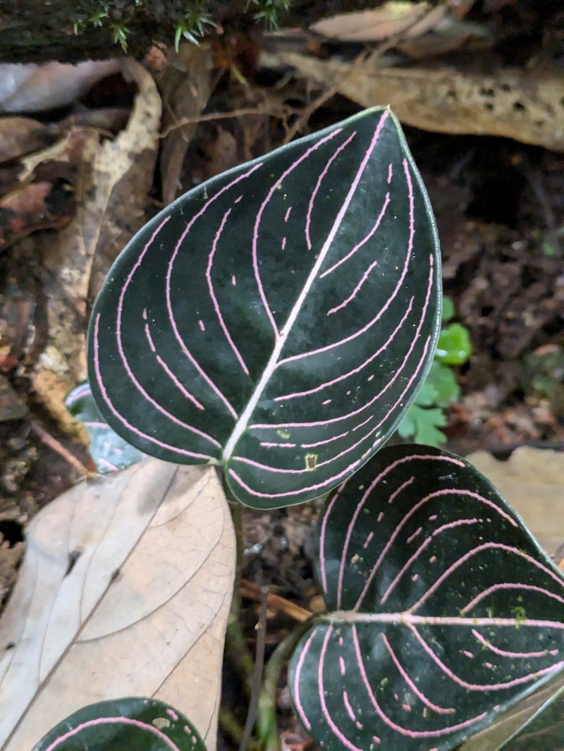 Aglaonema rotundum photo 6