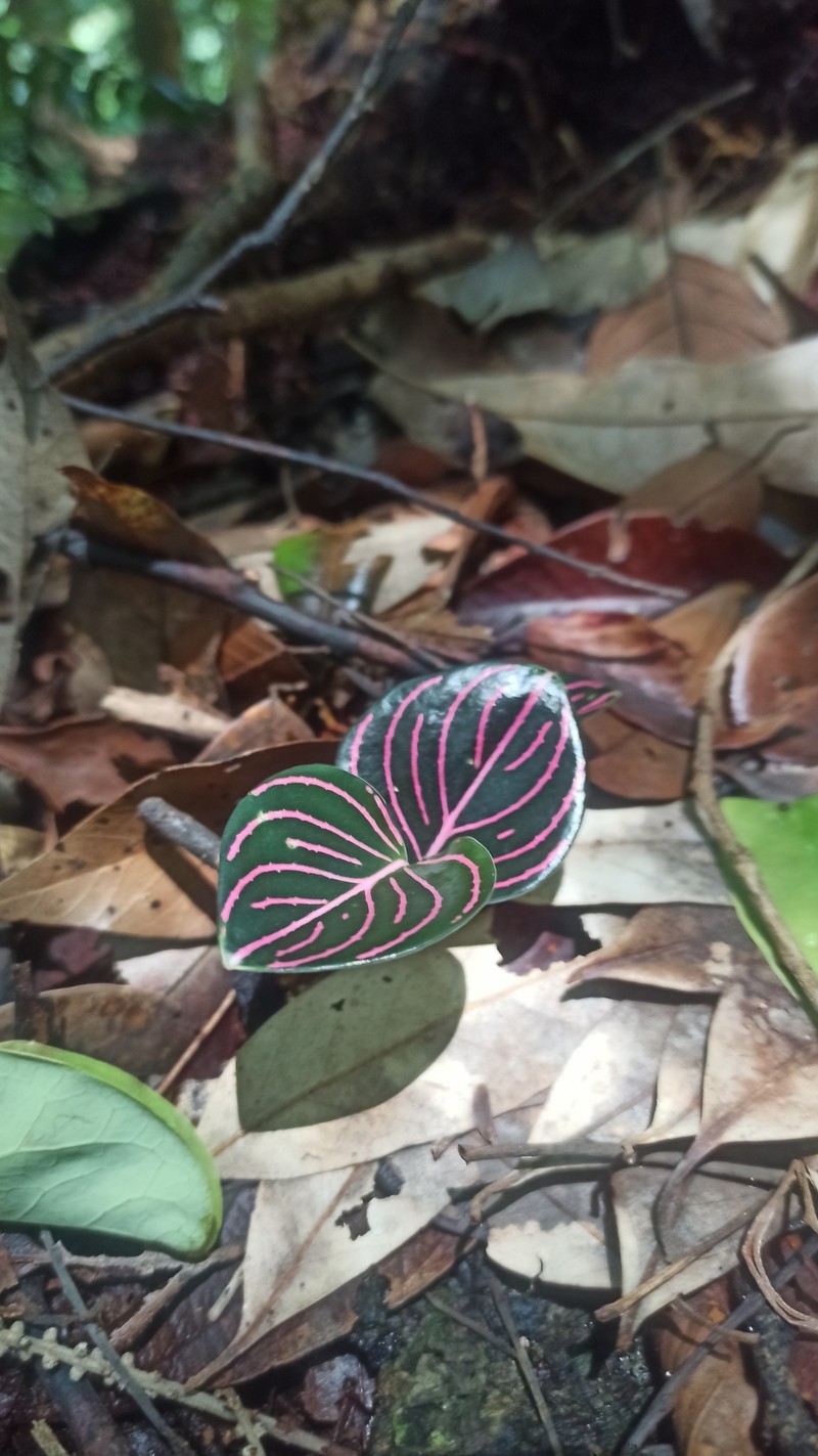 Aglaonema rotundum photo 7