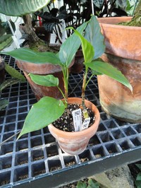 Aglaonema simplex