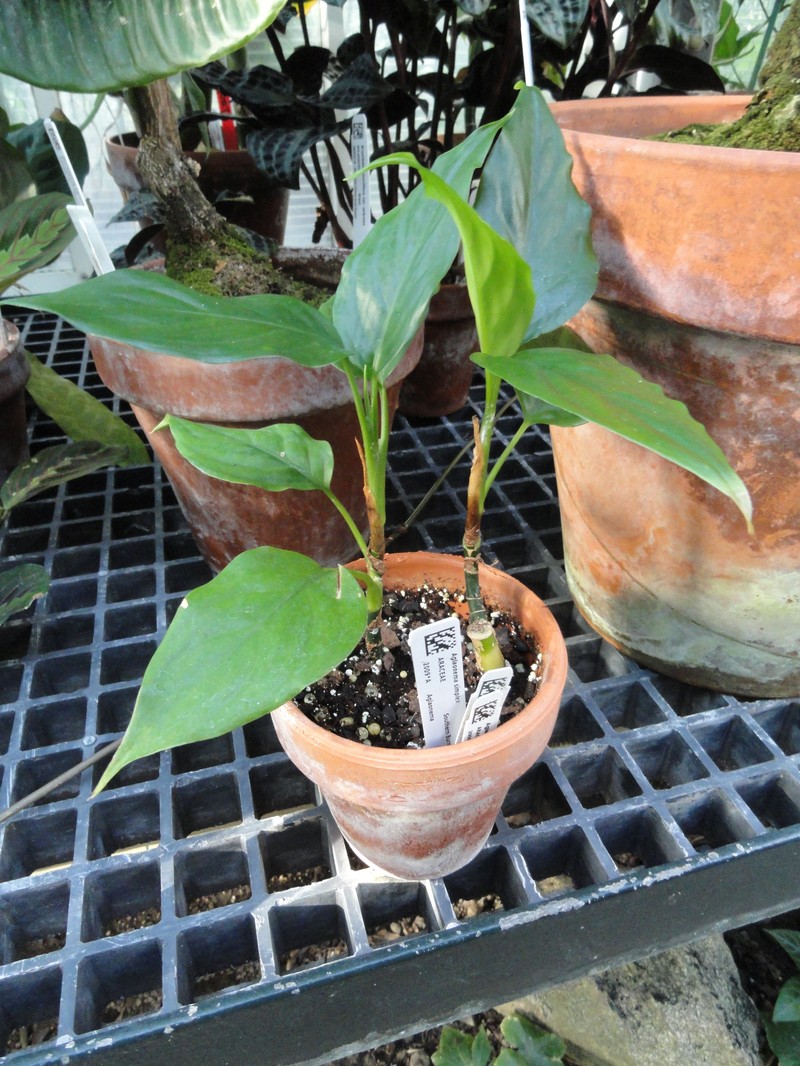 Aglaonema simplex