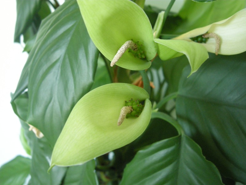 Aglaonema simplex photo 2