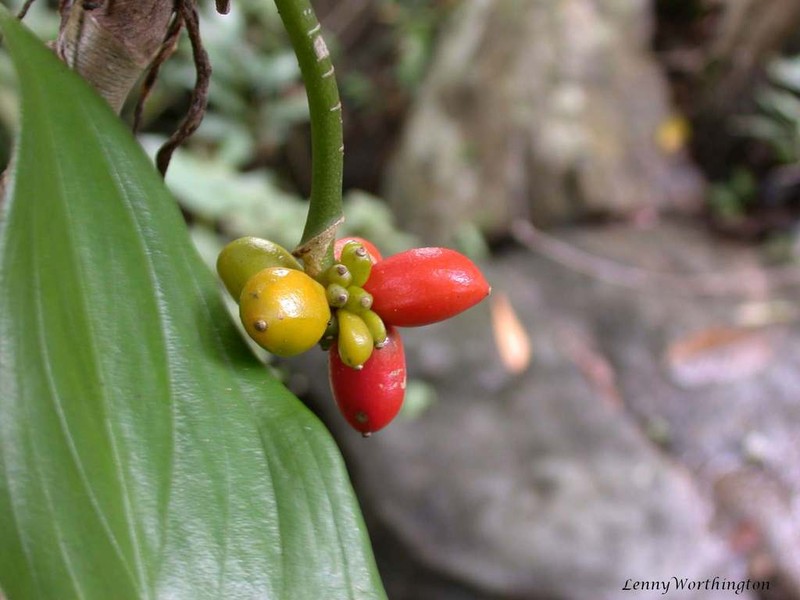 Aglaonema simplex photo 3