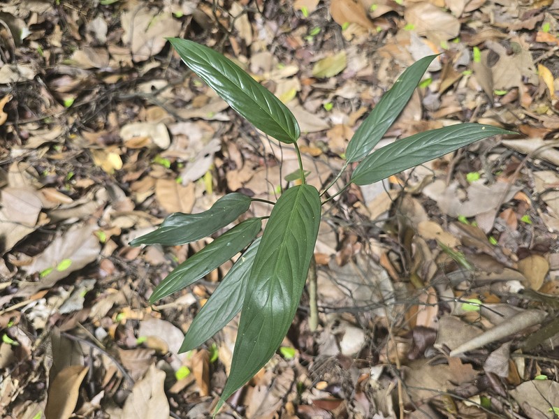 Aglaonema simplex photo 4