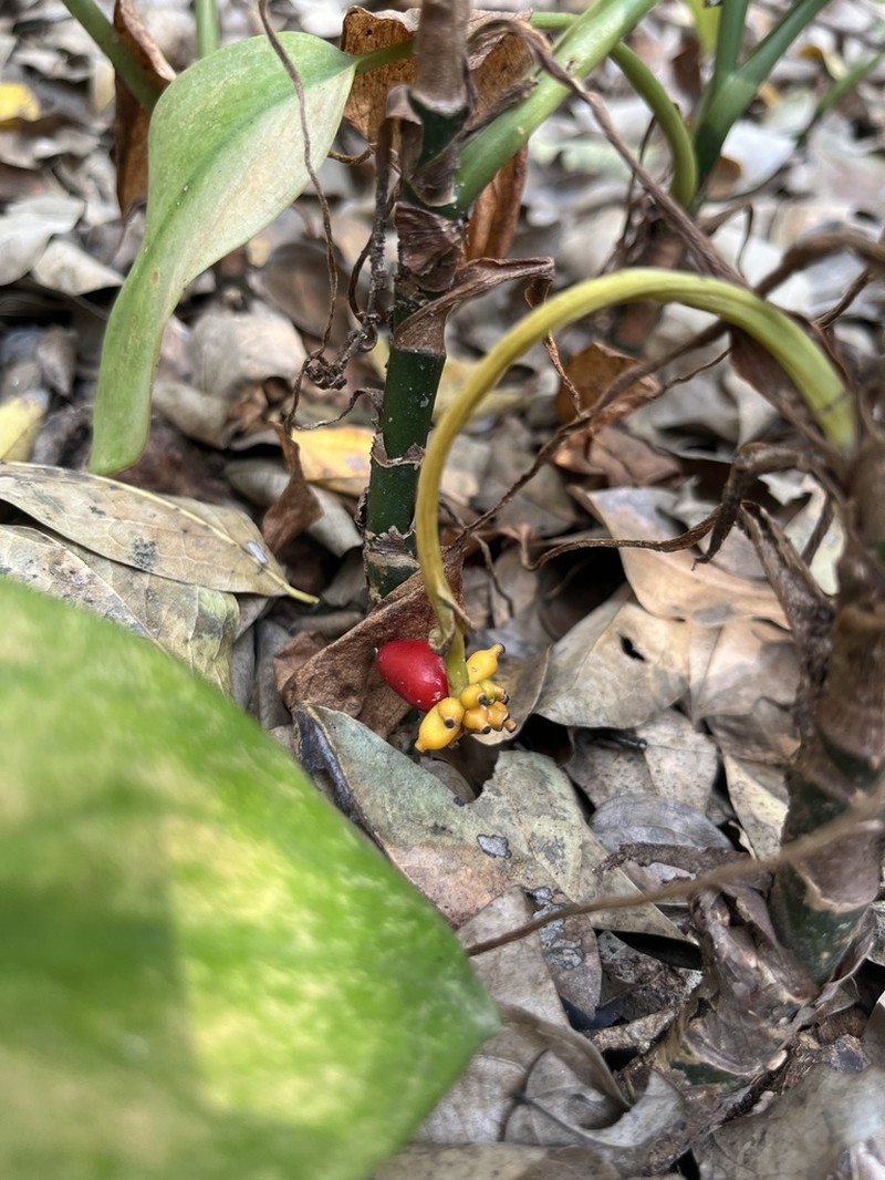 Aglaonema simplex photo 5
