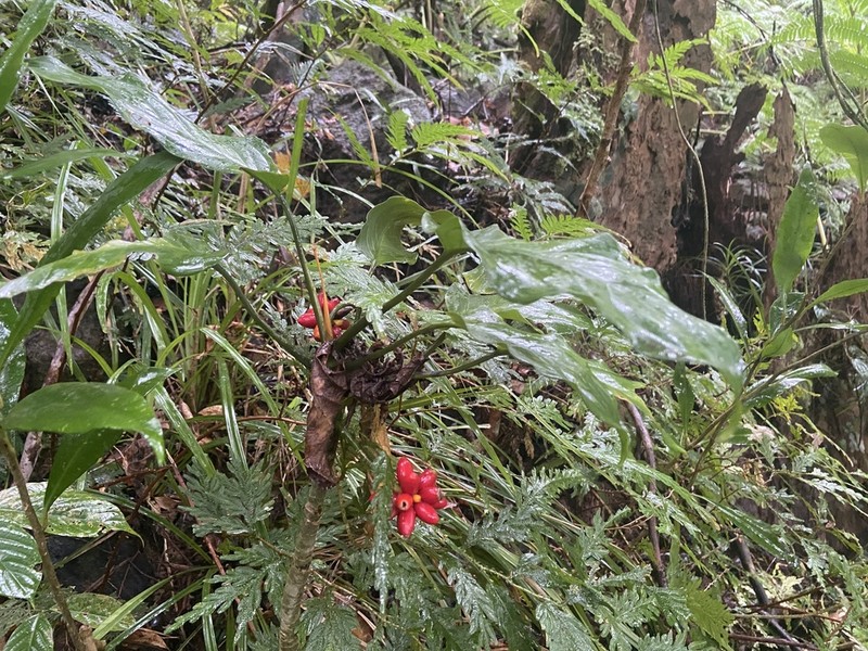 Aglaonema simplex photo 6