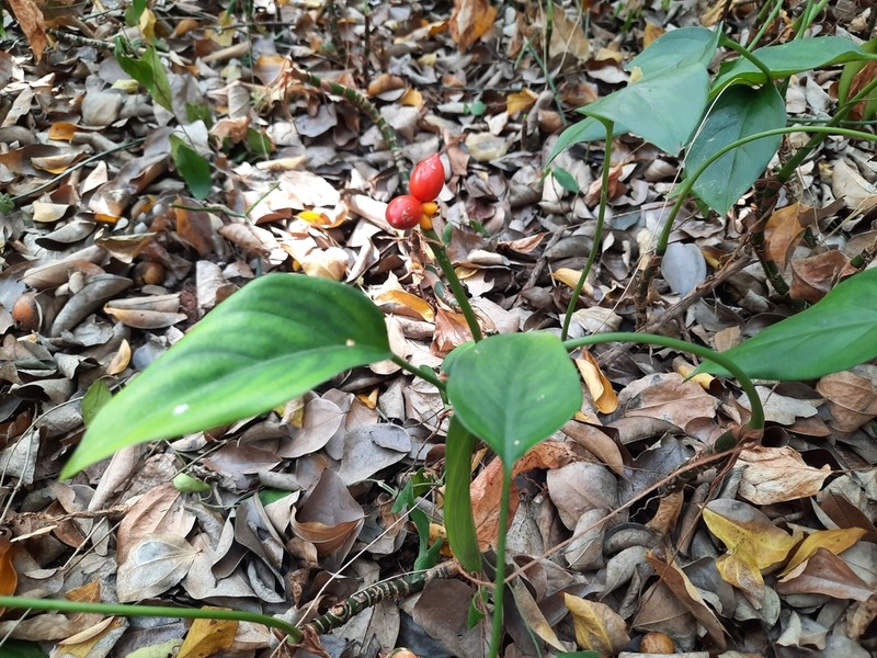 Aglaonema simplex photo 7