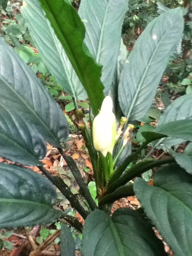 Aglaonema simplex photo 8