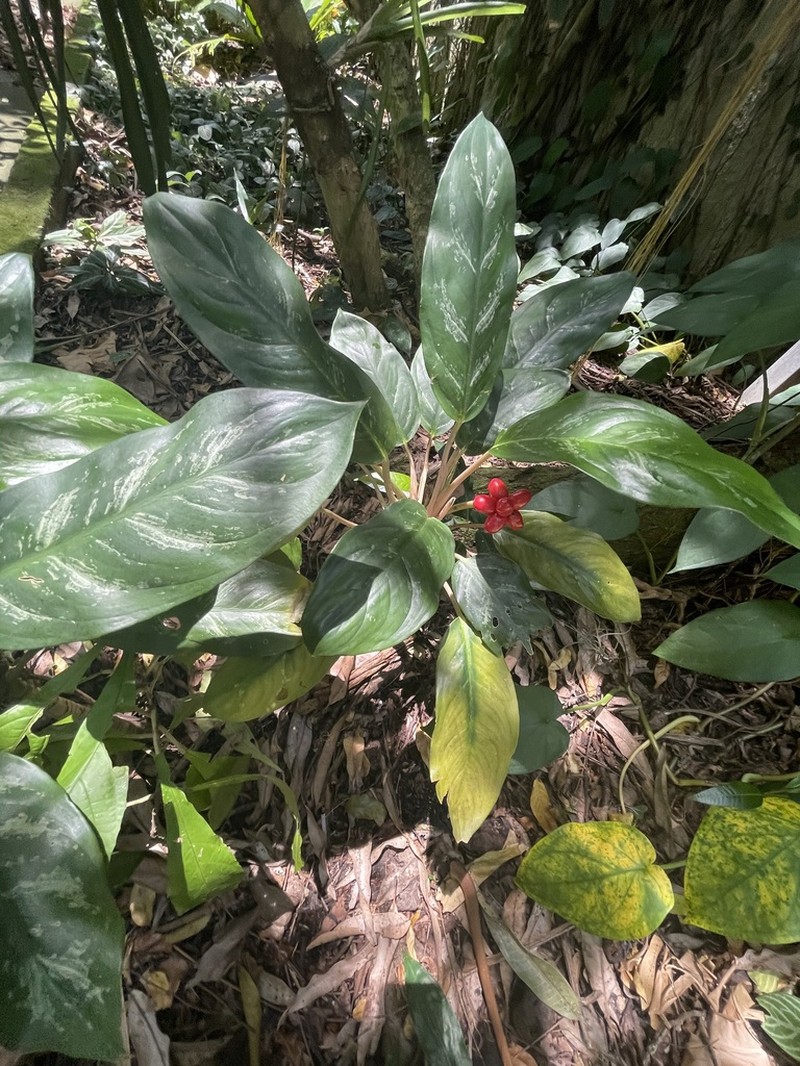 Aglaonema tricolor