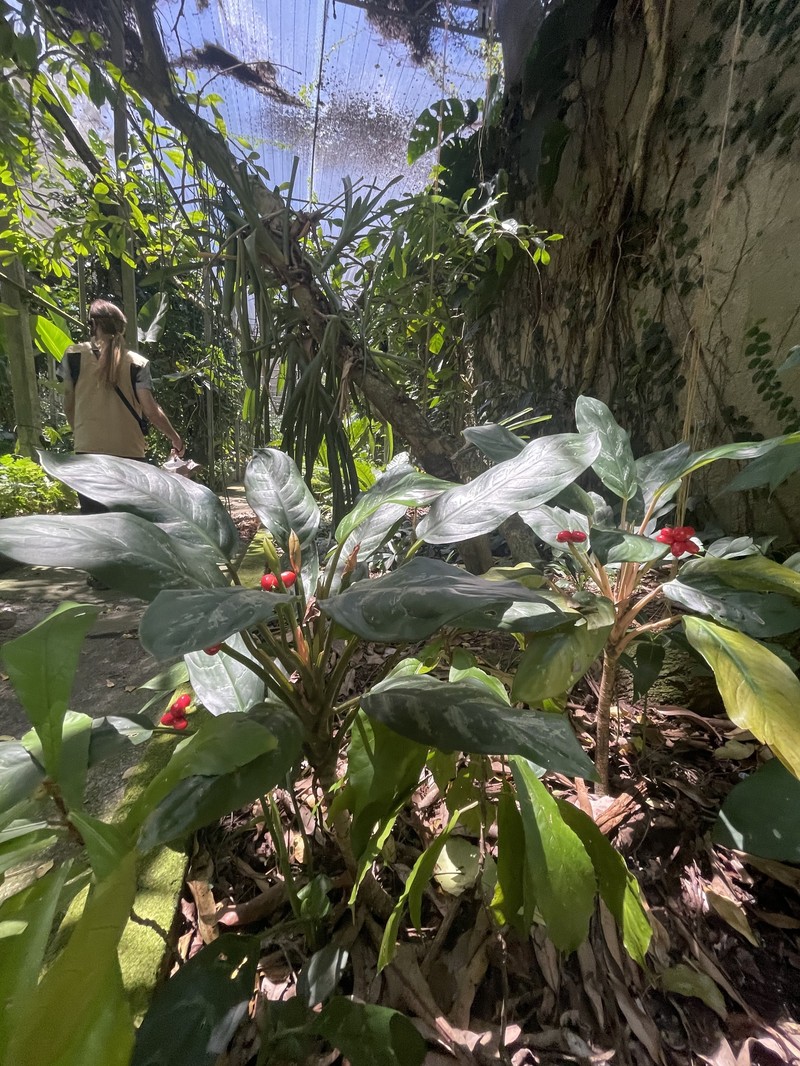 Aglaonema tricolor photo 2