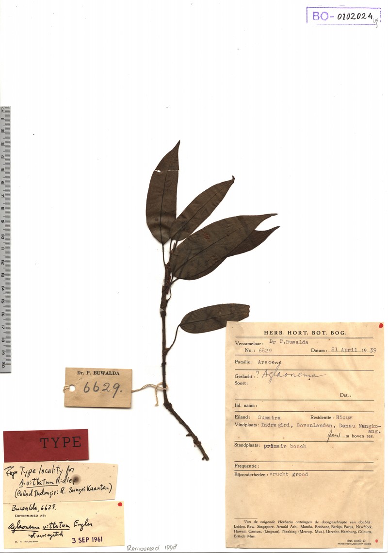 Aglaonema vittatum