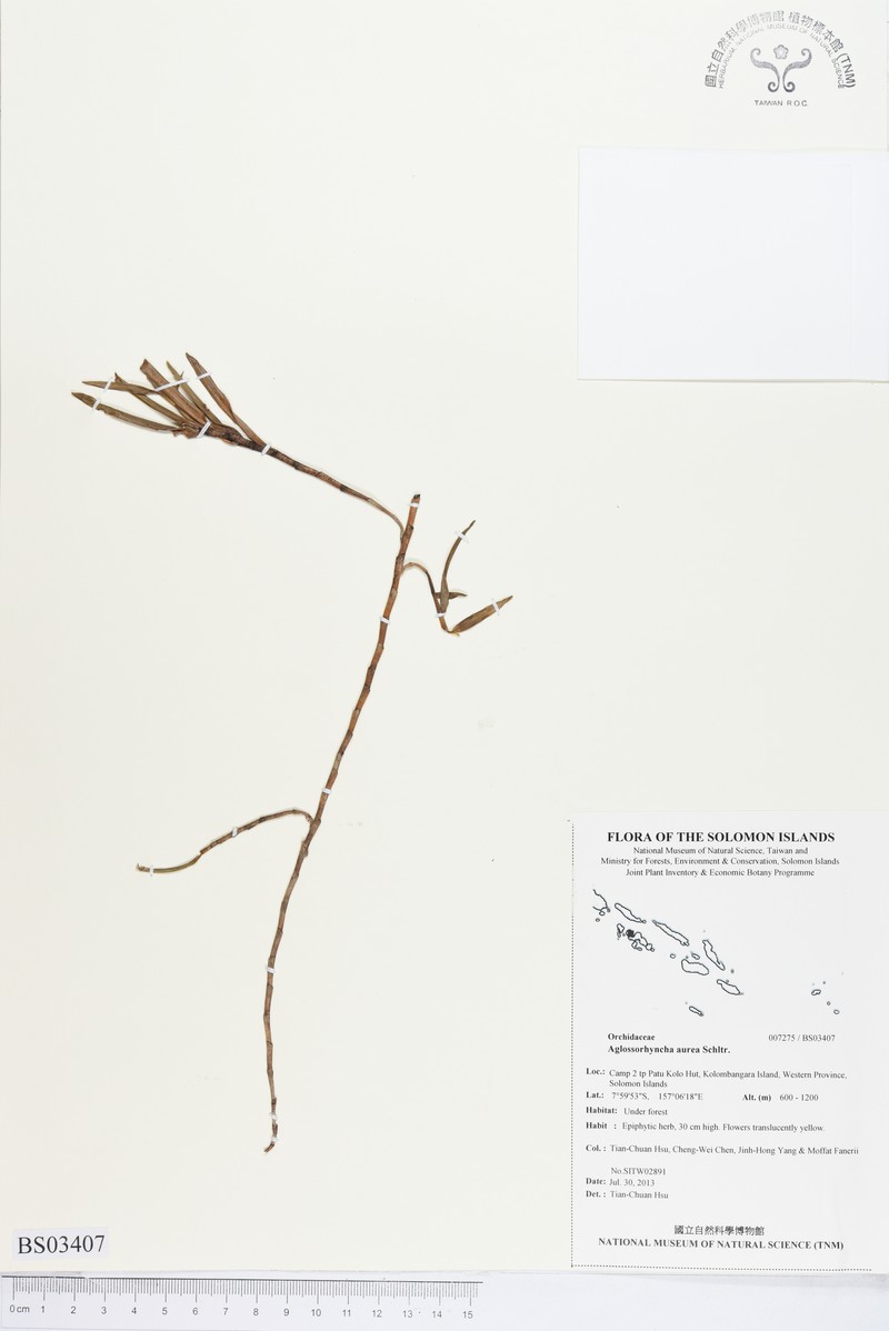 Aglossorrhyncha aurea
