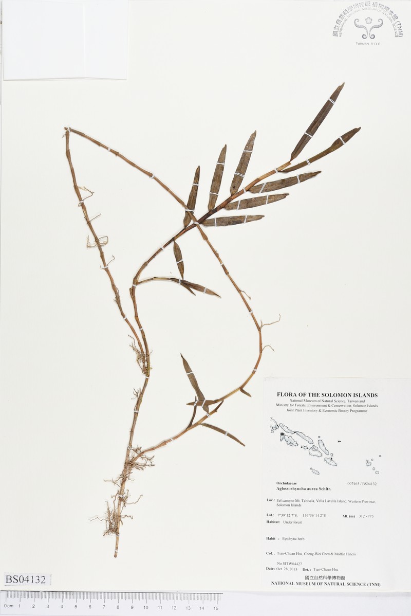 Aglossorrhyncha aurea photo 2