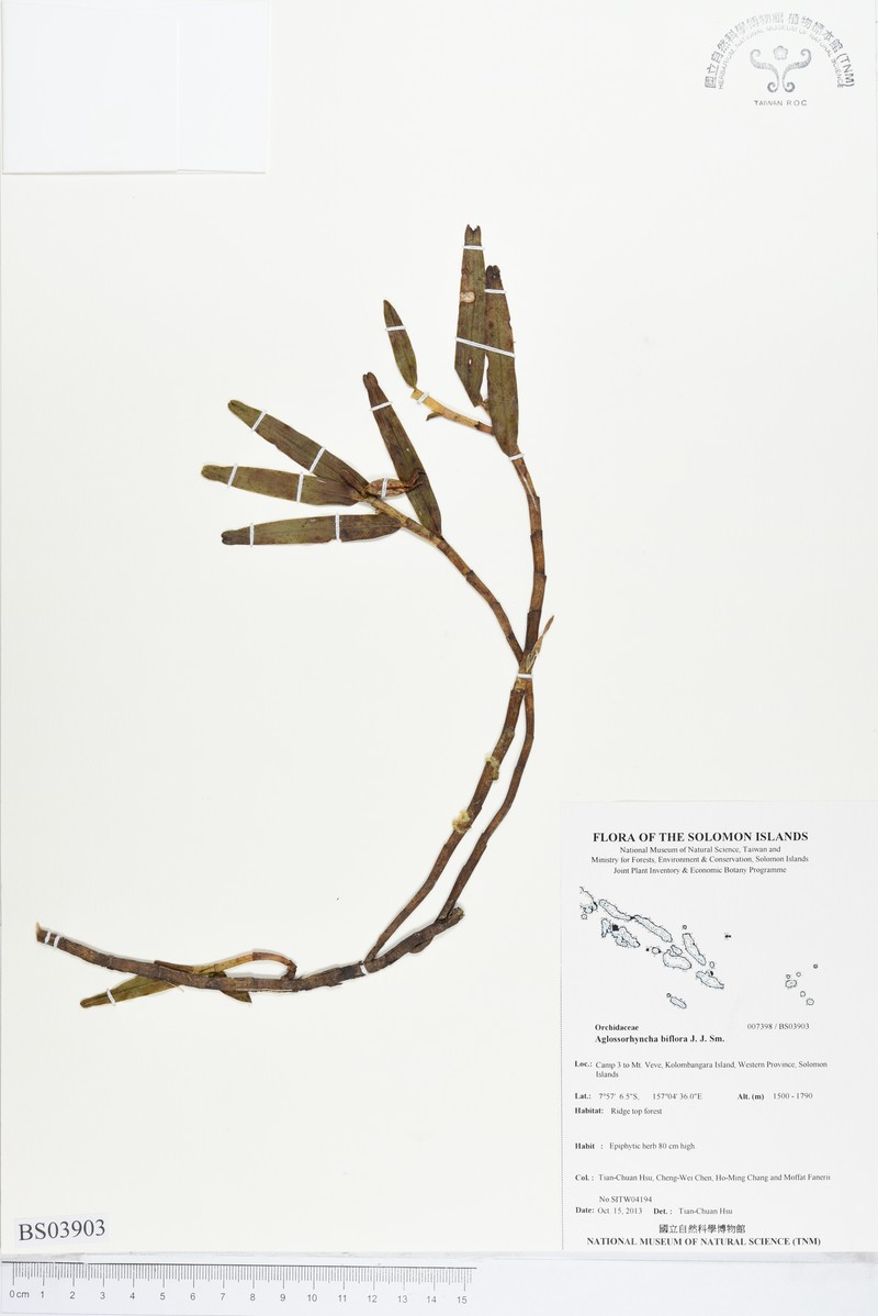 Aglossorrhyncha biflora