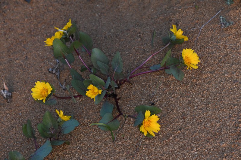 Bolander's Mule-Ears