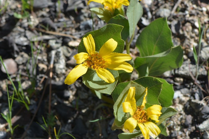 Bolander's Mule-Ears photo 2