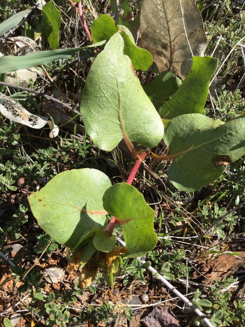 Bolander's Mule-Ears photo 3