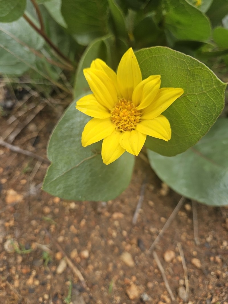 Bolander's Mule-Ears photo 4