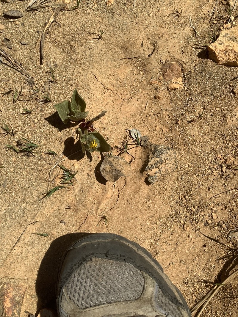 Bolander's Mule-Ears photo 5