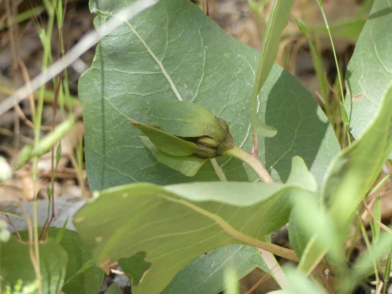 Bolander's Mule-Ears photo 6