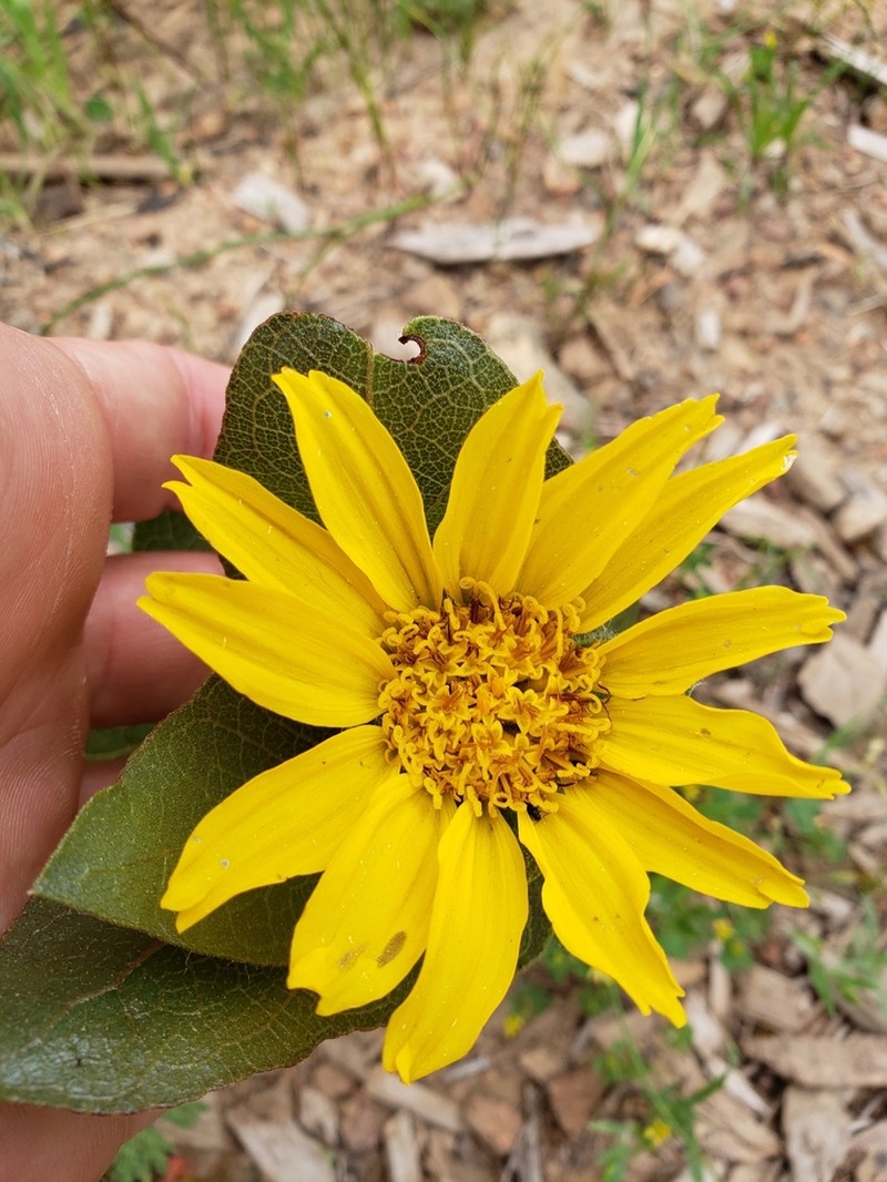 Bolander's Mule-Ears photo 7