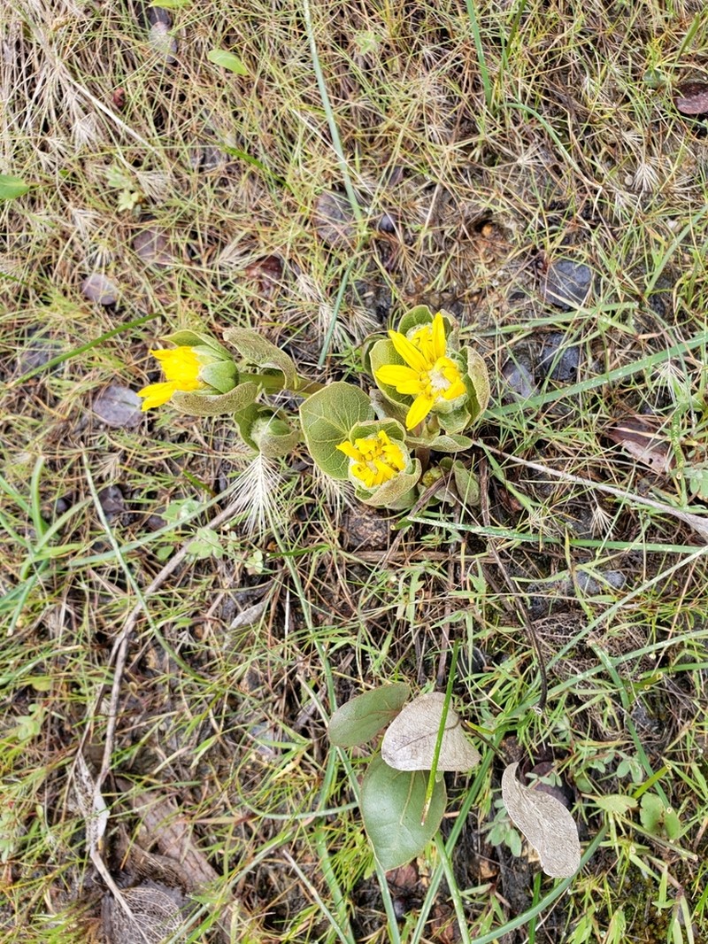 Bolander's Mule-Ears photo 8