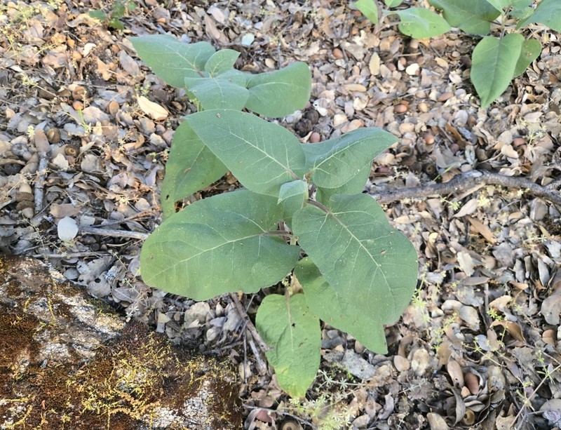 Hall's Mule-Ears photo 2