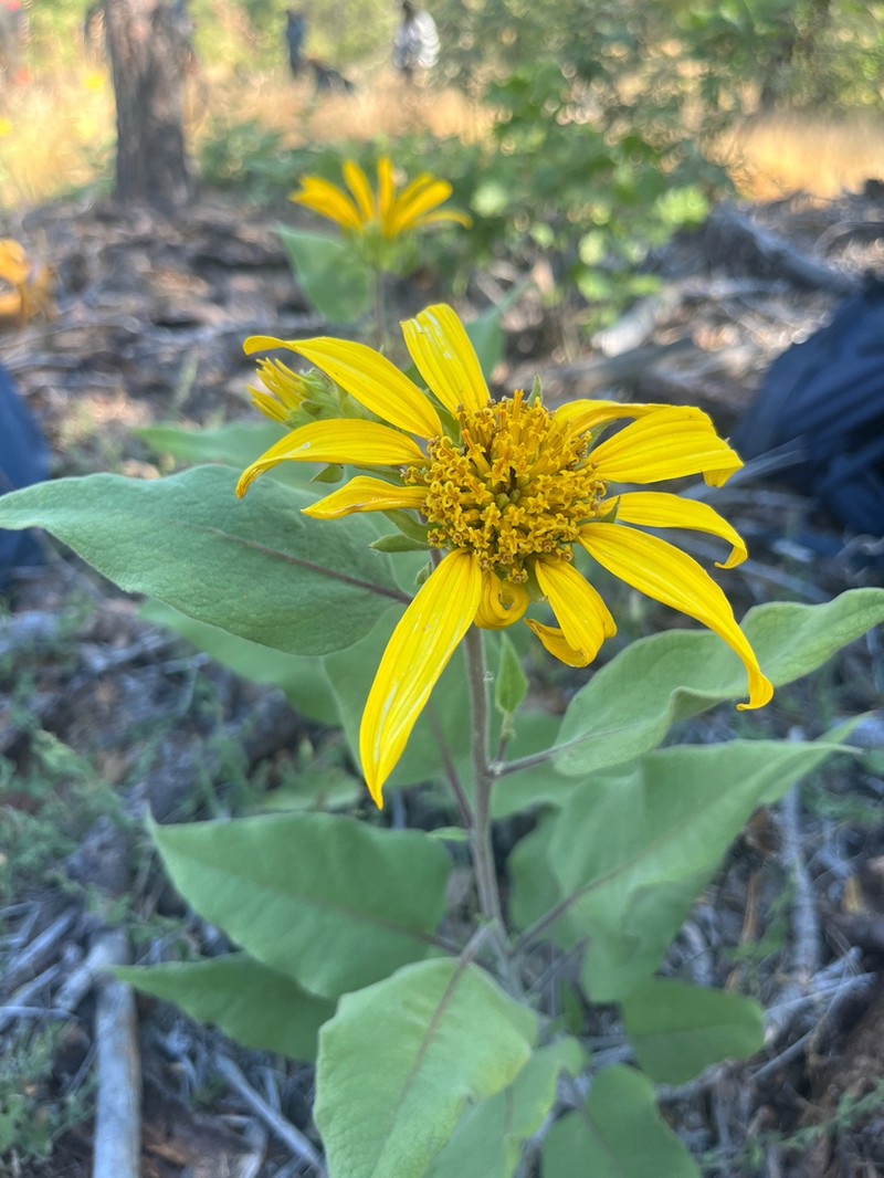 Hall's Mule-Ears photo 3