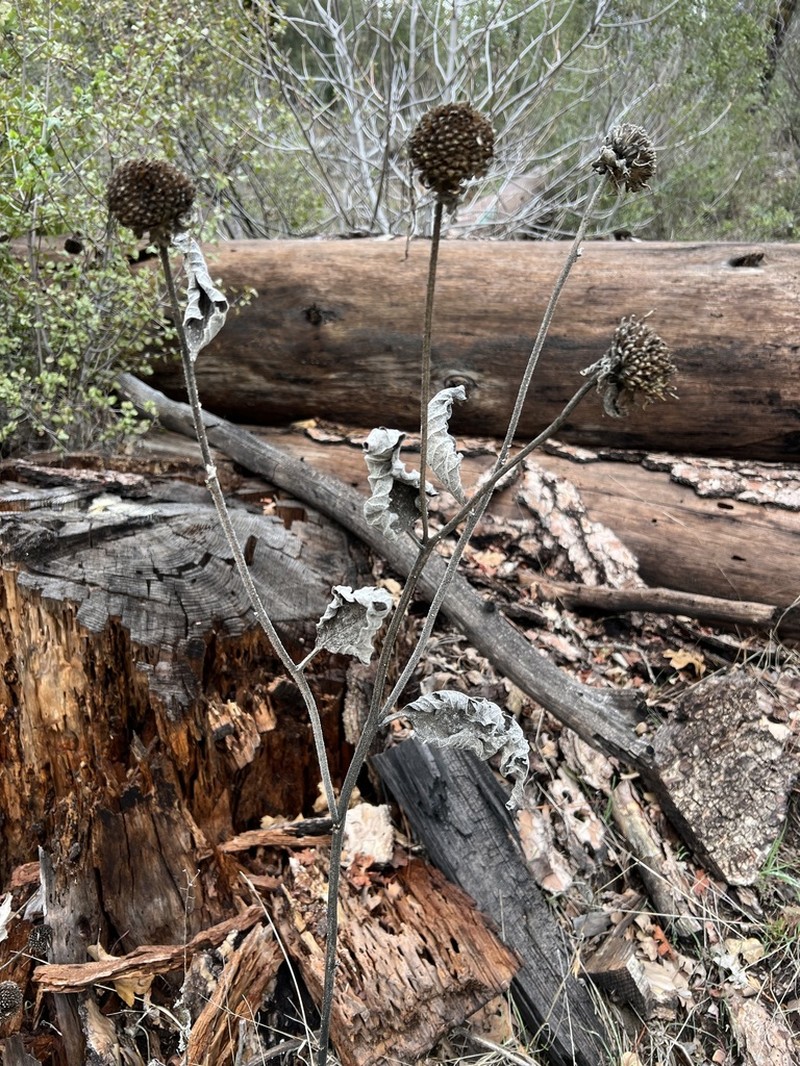 Hall's Mule-Ears photo 4