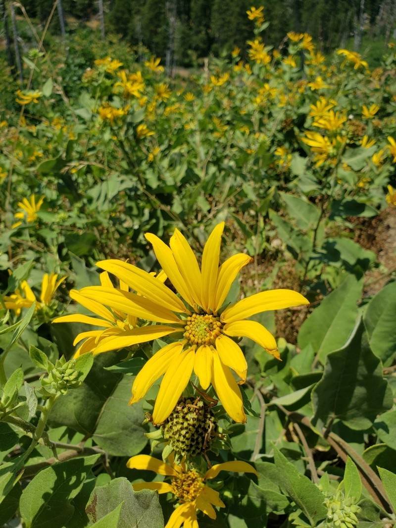 Hall's Mule-Ears photo 5