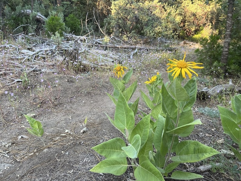Hall's Mule-Ears photo 6