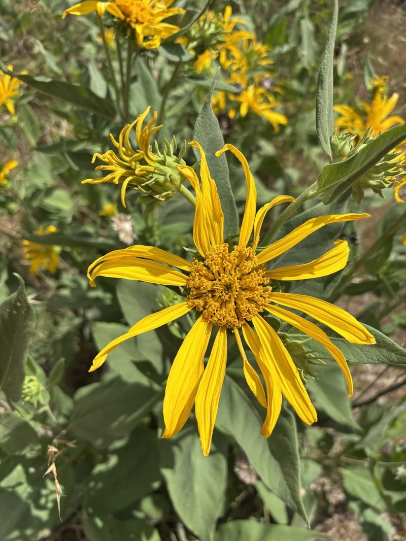Hall's Mule-Ears photo 7